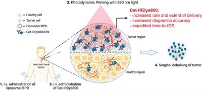 Towards Photodynamic Image-Guided Surgery of Head and Neck Tumors: Photodynamic Priming Improves Delivery and Diagnostic Accuracy of Cetuximab-IRDye800CW